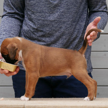 Equobox High-Five