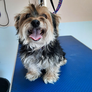 Yorky Mix