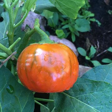 Rosso di Napoli