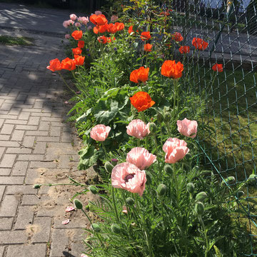 Türkischer Riesenmohn