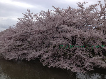 フラワーパラミシア フラワーパラミシア Flower Paramythia フラワーパラミシア フラワーパラミシア Flower Paramythia