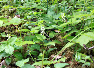 Zweiblättrige Schattenblume (Maianthemum bifolium) an einer Waldwegböschung im Eisengrund neben dem Heselbachweg