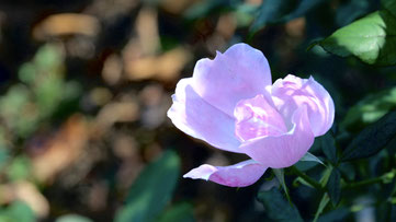 庭のに綺麗な薔薇がまだ咲いています☺