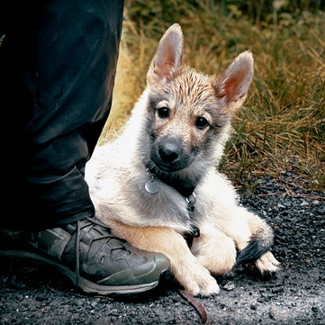Hund orientiert sich im Alltag am Menschen, ruhig über Körpersprache und ruhiger Energie. 