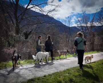 Ein paar Hunde laufen friedlich miteinander