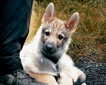 Welpe sucht Nähe beim Menschen auf einer Wiese - Sicherheit und Bindung im Alltag