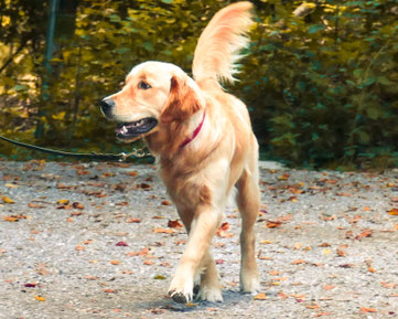 Junghund läuft an lockerer Leine auf dem Waldboden mit Orientierung 
