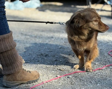 Hund ist noch unsicher in einer Begegnungssituation-Nähe-Distanz-Training 