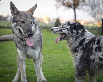Ein Aussi und ein Wolfshund sind im sozialen Austausch