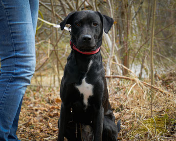 Der Labi-Mix zeigt sich gerade von der ruhigsten Seite. 