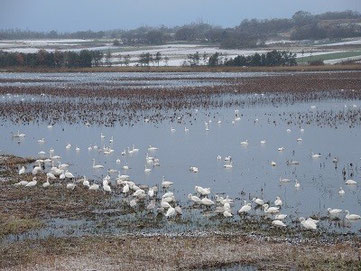 野鳥観察舎「潟見鳥」より（佐）