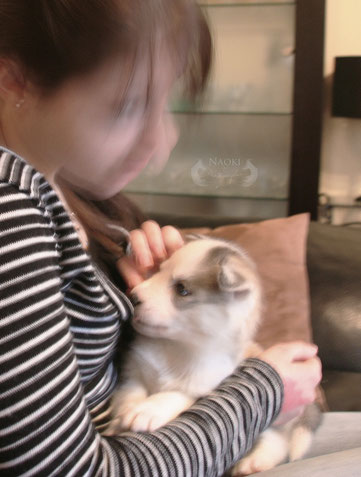 rencontre husky chiot
