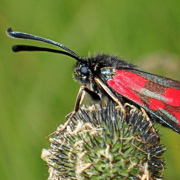 Umweltgutachten Insekten