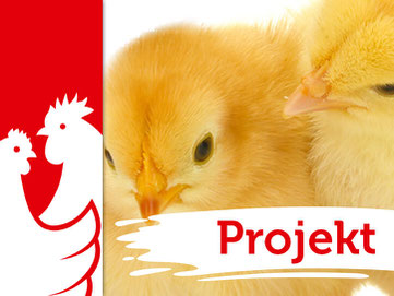 Huhn und Hahn Projekte