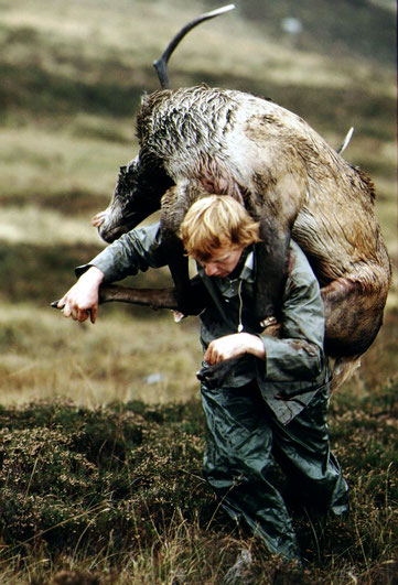 Hefting a red deer weighing close to 200 kg., a Scottish ghillie works his way uphill.  Near Aberfeldy, Scotland.