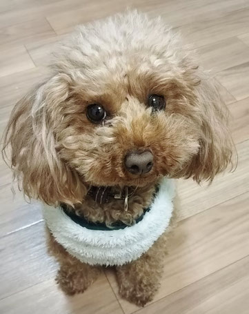 わんこ所長さん