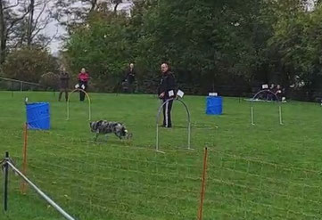 Hund läuft durch Hoopers-Hindernis auf einer Wiese, mehrere Personen im Hintergrund, Bäume am Rand.