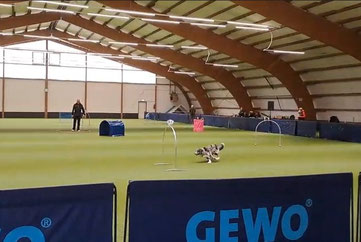 Mann in sportlicher Kleidung steht in einer großen hellen Halle in einem Hula-Hoop-Reifen auf dem Boden vor einem kleinen Hund, der neben einem blauen Hoopers-Hindernis sitzt