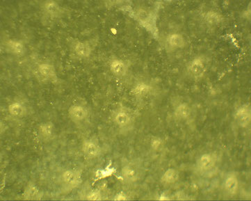 Epiderme d'un cactus Pilosocereus Pachycladus observé à loupe binoculaire, grossissement 40