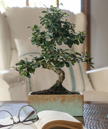 Dekorativer Bonsai in modernem Design  