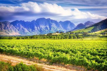 Weingüter Südafrika Stellenbosch