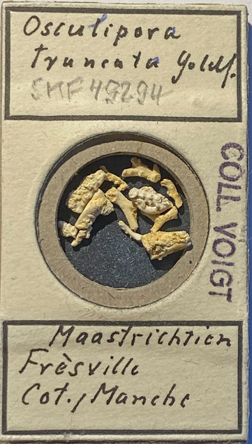 Senckenberg, Bryozoa, Bryozoen, Moostierchen, Sammlung Voigt