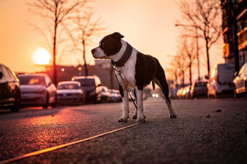 un chien noir et blanc en laisse dans la rue sous un coucher de soleil par coach canin 16 éducateur canin en Charente à domicile