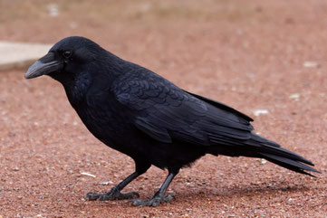 Die Rabenkrähe hat einen befiederten Schabelansatz und eine schlichte rabenschwarze Gefiederfarbe. Foto: NABU/Mletzko Hartmut