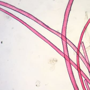 fibre laine microscope