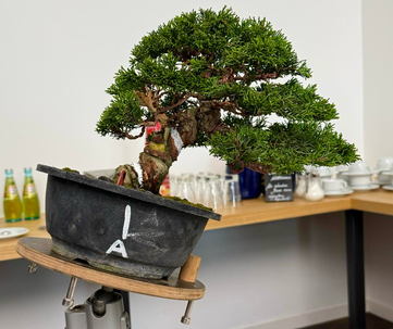 Deutscher Bonsai Preis  - Bonsai Arbeitskreis Steinfurt