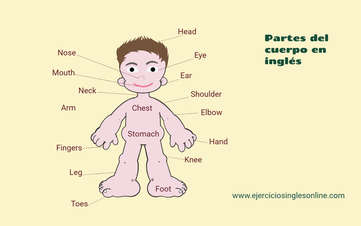 Partes del cuerpo en inglés