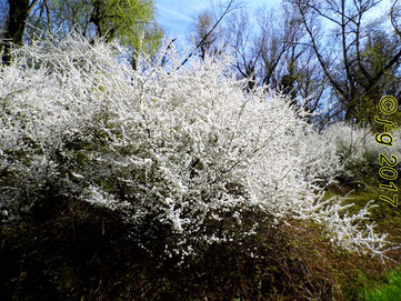 Schlehenblüte Ende März im NSG "Biedensand"