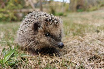 Igel - Foto: Roger Cornitzius