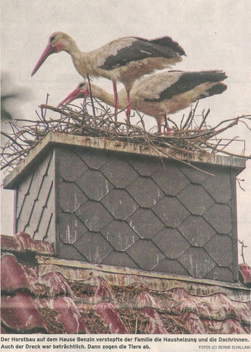 Störche verstopfen Hauskamin