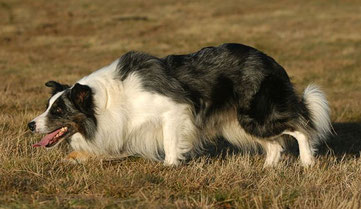 Border Collie fixieren