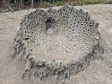 Schale der Coco de mer palme im Vallee de Mai Naturpark auf Praslin Seychellen