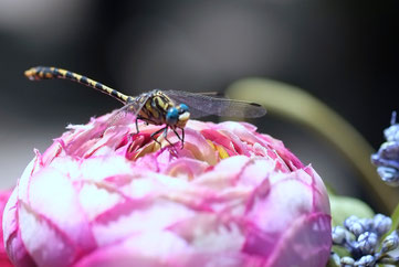 entretien-des-fleurs-artificielles