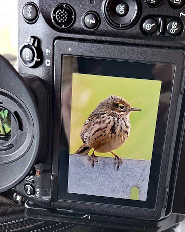 Wiesenpieper auf dem Display