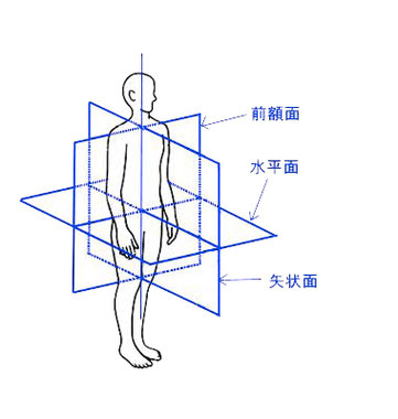 姿勢分析　アライメントチェック