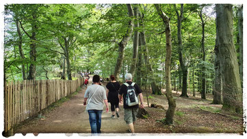 Wanderung durch den Buchenwald im Nationalpark Jasmund zum Kreidefelsen Victoriasicht