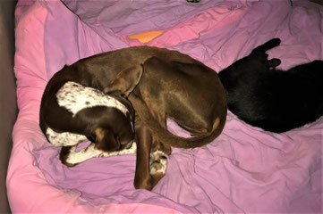 podenco beim Schlafen