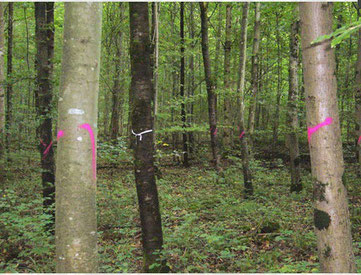 Vitale Bäume (weisses Band) und Konkurrenten (rot markiert)