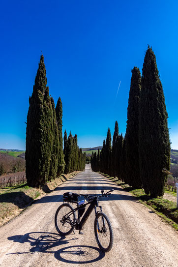 Strade bianche: cipressi nei pressi di Montalcino