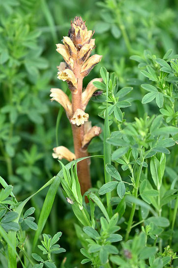 Gelbe Sommerwurz - Orobanche lutea; zwischen Neuburgweier und Au a.R. (G. Franke, 04.05.2024)