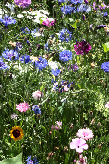 Blühstreifen am Gartenrand, in dem es summt und brummt (G. Franke, Juli 2019)