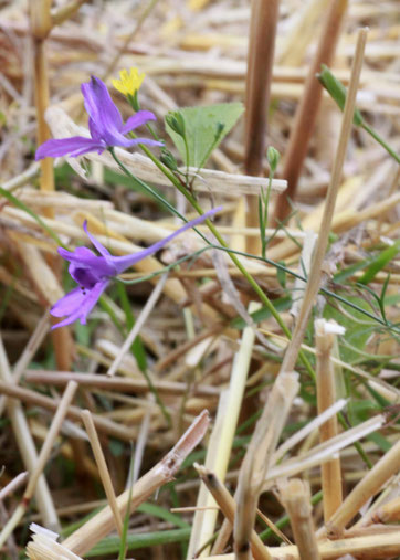 Blume des Jahres 2026 Natur des Jahres 2026