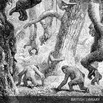 Title: A Journey to Ashango-Land: and further penetration into Equatorial Africa Author: DU CHAILLU, Paul Belloni. Shelfmark: "British Library HMNTS 010096.ee.65." Page: 131 Place of Publishing: London Date of Publishing: 1867 Issuance: monographic Identi
