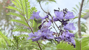 ジャガランタの花が今年は咲いてよかったです☺
