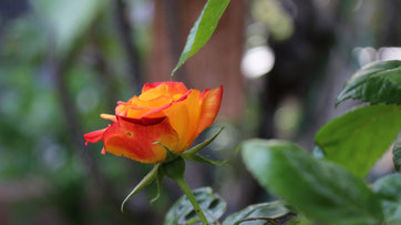 自宅にどんどん綺麗な薔薇が咲き始めています☺