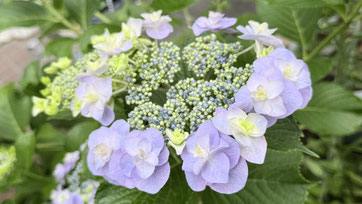 自宅の庭にも綺麗な紫陽花が咲きました☺